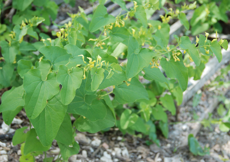 Image of Aristolochia clematitis specimen.