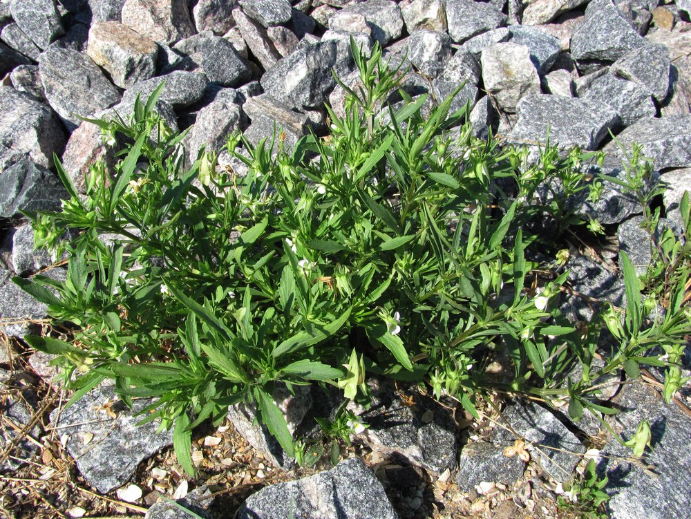 Изображение особи Viola arvensis.