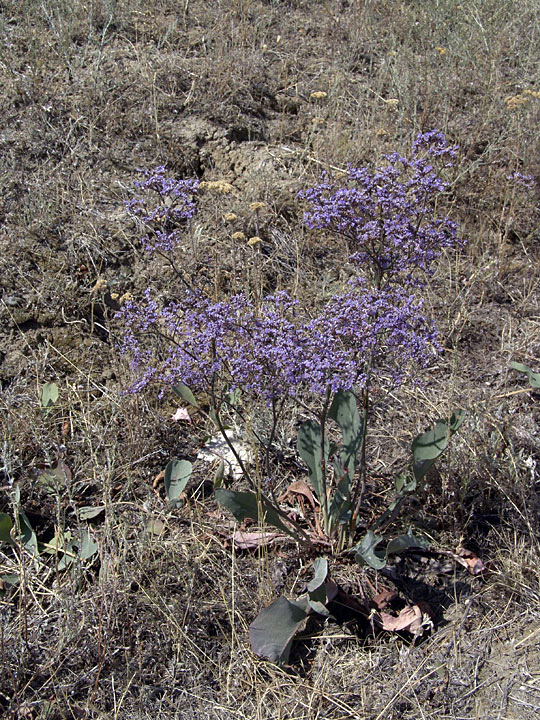 Image of Limonium gmelinii specimen.