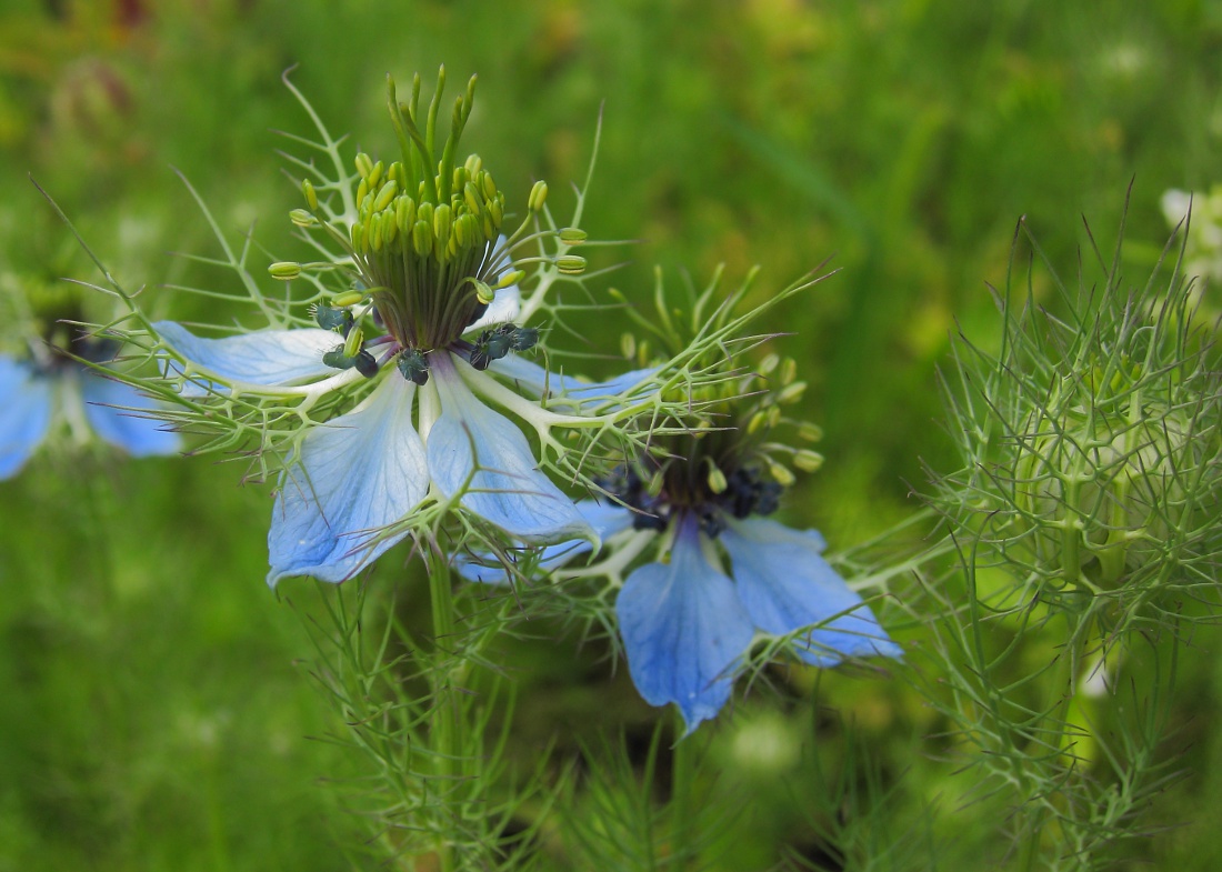 Image of Nigella damascena specimen.