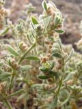 Herniaria incana variety angustifolia. Побеги. ЮВ Крым, Карадаг, Береговой хребет. 27 июля 2011 г.