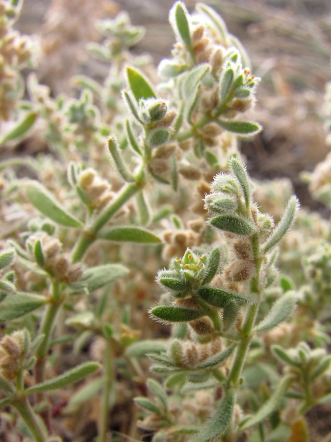 Image of Herniaria incana var. angustifolia specimen.