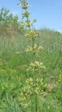 Silene chersonensis