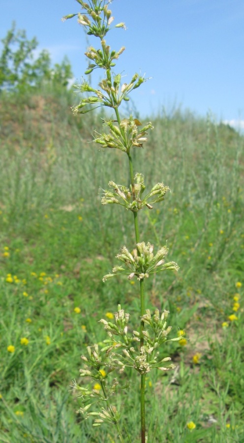 Image of Silene chersonensis specimen.