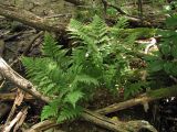 Dryopteris carthusiana. Взрослое растение. Горный Крым, Чучельское болото. 25 августа 2011 г.