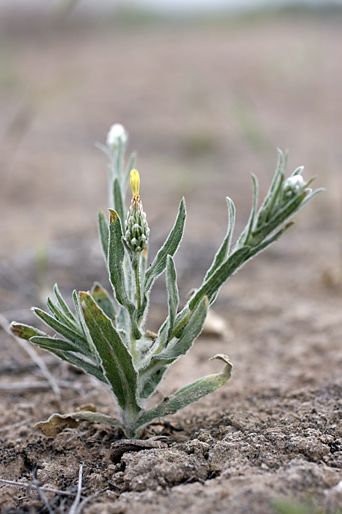 Image of Hyalea pulchella specimen.