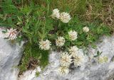 genus Trifolium