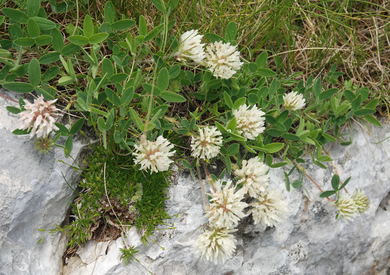 Изображение особи род Trifolium.