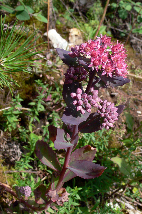 Изображение особи Hylotelephium triphyllum.