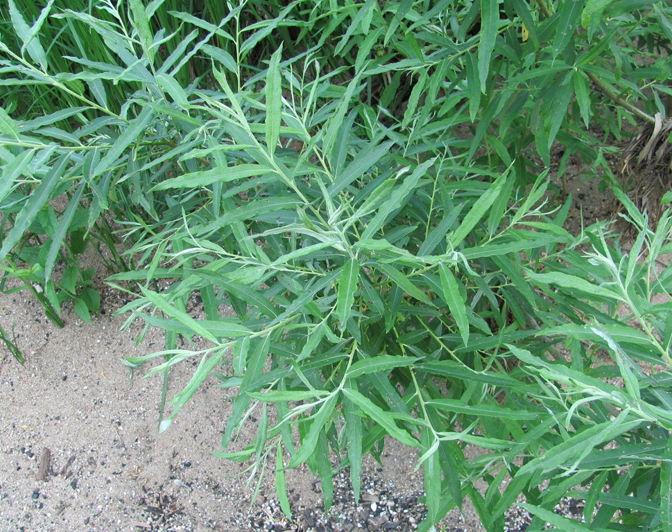 Image of Salix viminalis specimen.