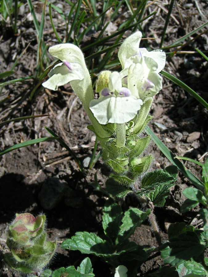 Изображение особи Scutellaria oreades.