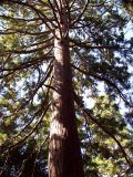 Sequoiadendron giganteum. Ствол и крона (вид снизу). Южный Берег Крыма, Никитский ботанический сад. 25 августа 2007 г.