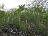 Asphodeline taurica