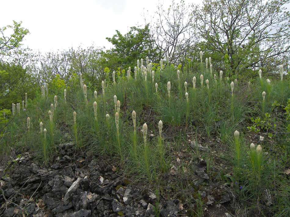 Изображение особи Asphodeline taurica.