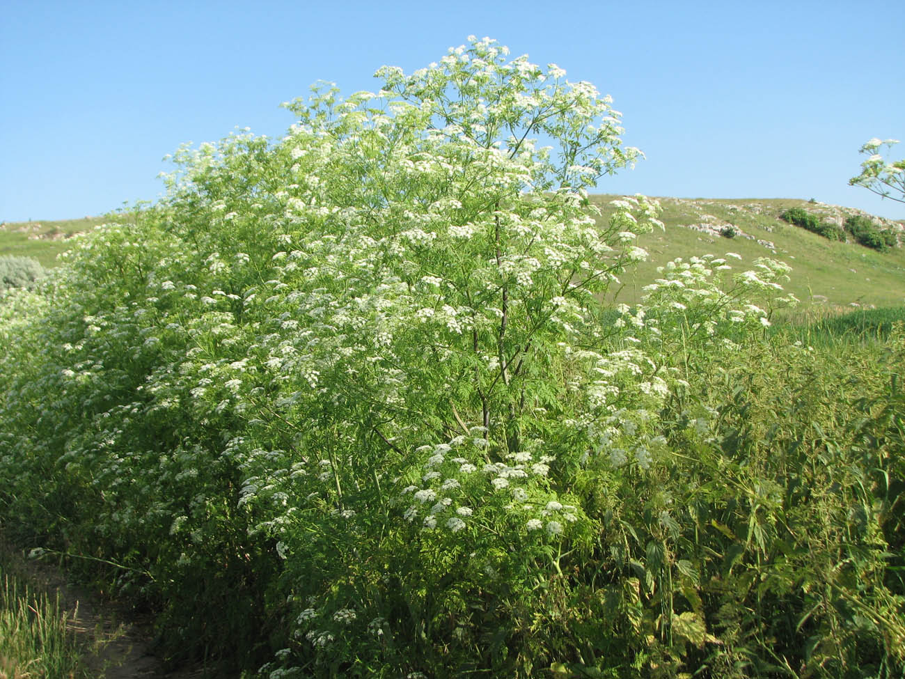 Изображение особи Conium maculatum.