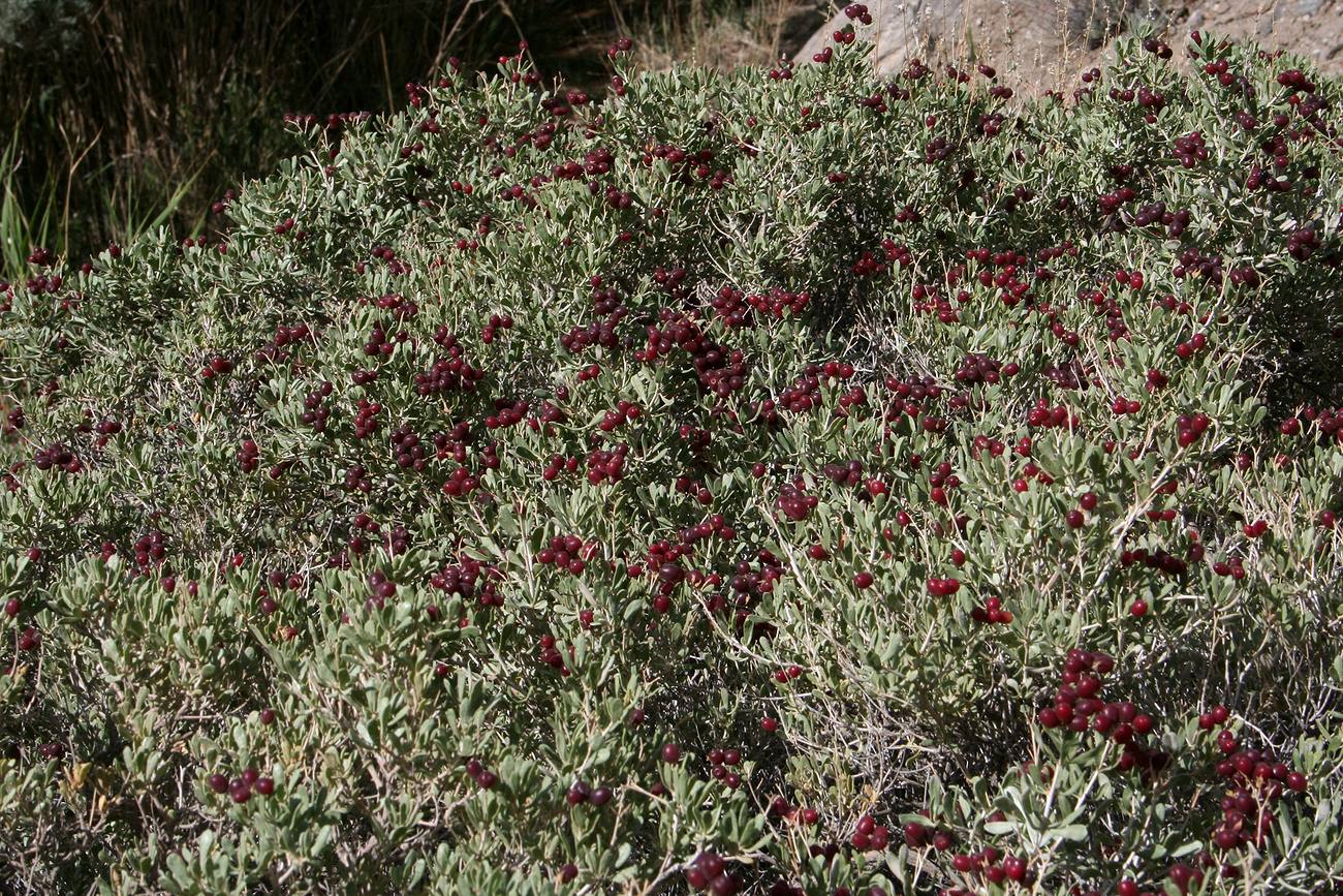 Image of Nitraria schoberi specimen.