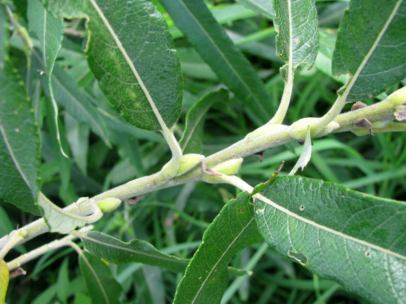 Image of Salix gmelinii specimen.