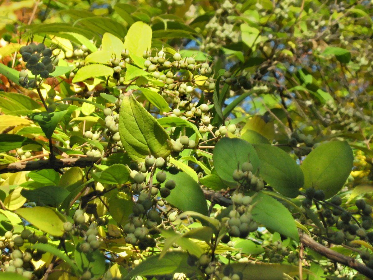 Изображение особи Deutzia scabra.