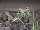 Anisantha tectorum