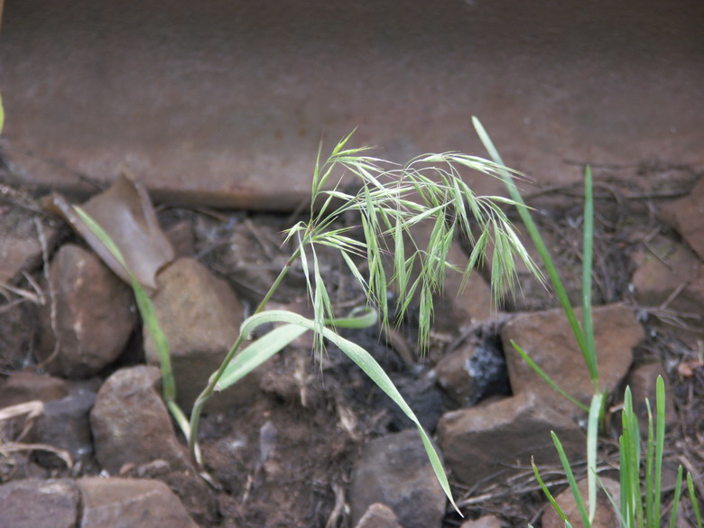 Image of Anisantha tectorum specimen.