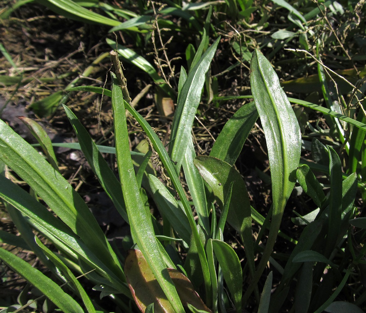 Image of Tripolium pannonicum ssp. tripolium specimen.