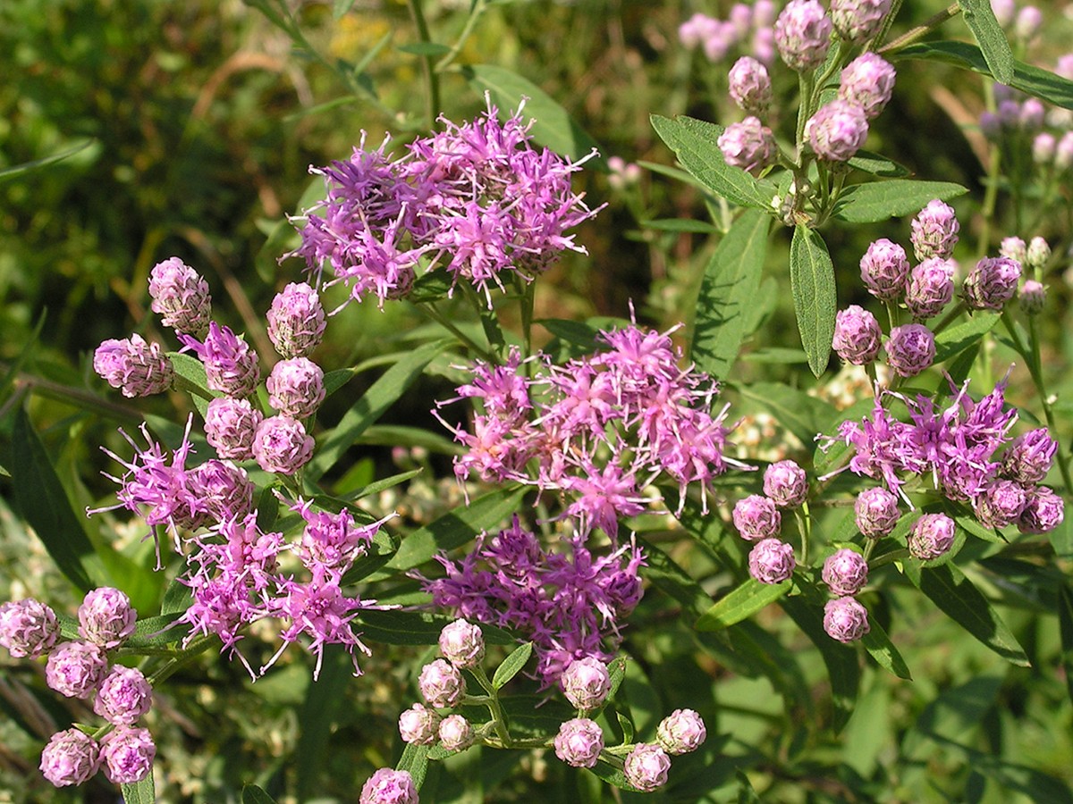 Image of Saussurea neopulchella specimen.