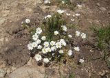 Dichodon cerastoides. Цветущее растение. Карачаево-Черкесия, верховья р. Муха. 27.07.2011.