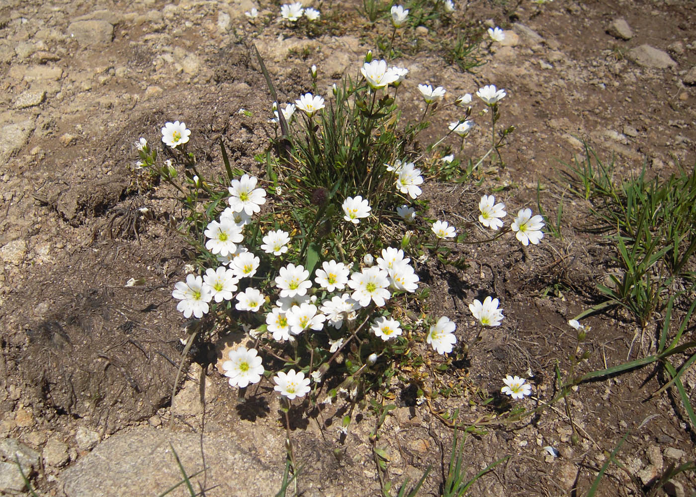 Изображение особи Dichodon cerastoides.