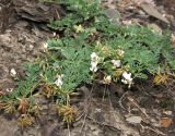 Astragalus подвид graniticus