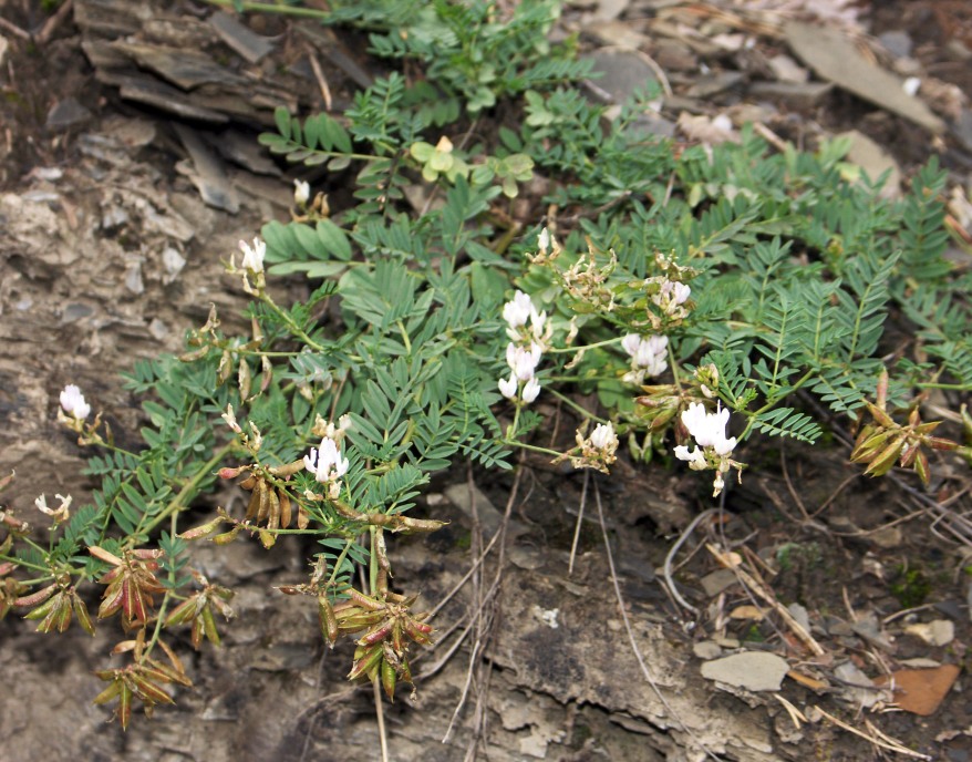 Изображение особи Astragalus clerceanus ssp. graniticus.