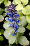 Ajuga reptans