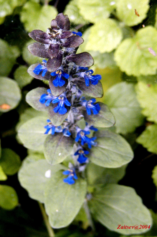 Изображение особи Ajuga reptans.