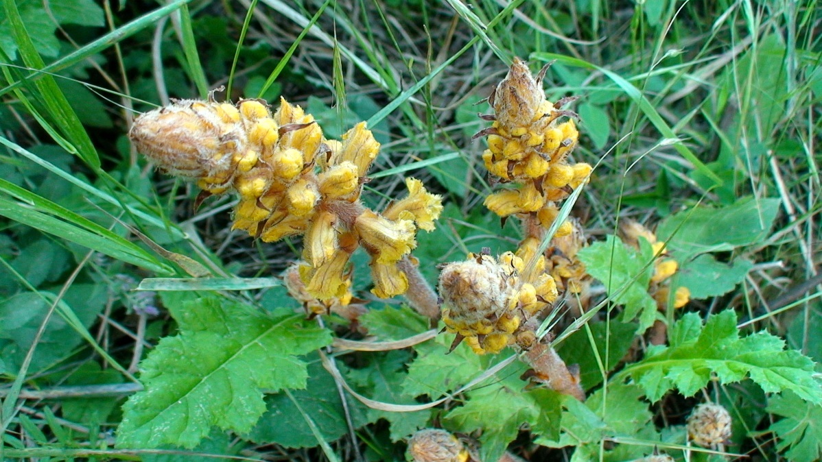 Изображение особи Orobanche vitellina.