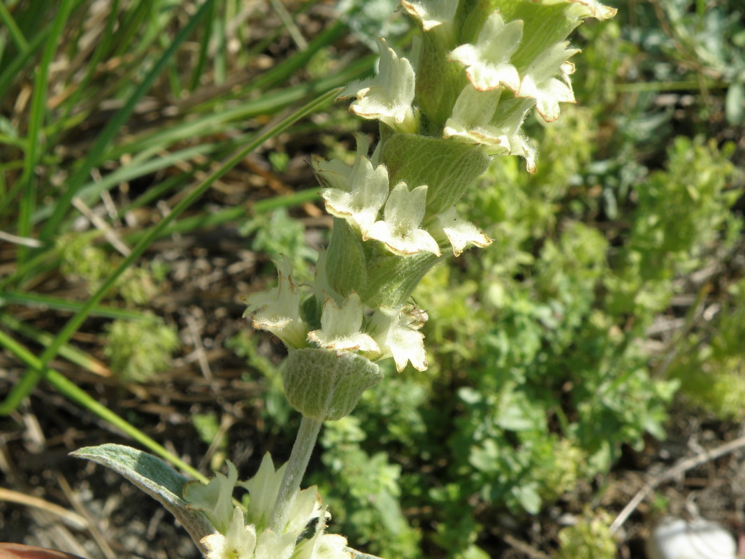 Image of Sideritis euxina specimen.