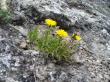 Inula ensifolia. Цветущее растение. Южный Берег Крыма, г. Судак, западный склон горы Алчак. 13.06.2012.