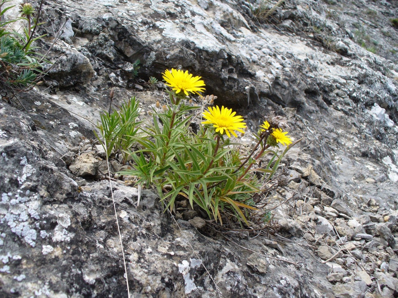 Изображение особи Inula ensifolia.