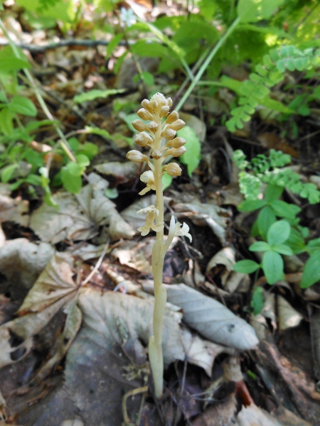 Image of Neottia papilligera specimen.