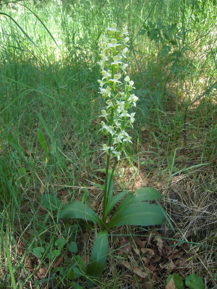 Изображение особи Platanthera chlorantha.