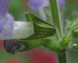 Salvia forskahlei
