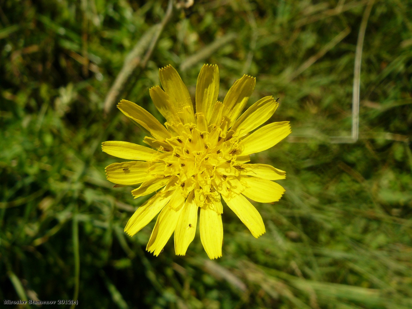 Изображение особи Tragopogon orientalis.