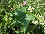 Echinocystis lobata. Лист и часть стебля, вьющегося по Epilobium hirsutum. Украина, Луганская обл., г. Кировск, у ручья. Июль 2012 г.