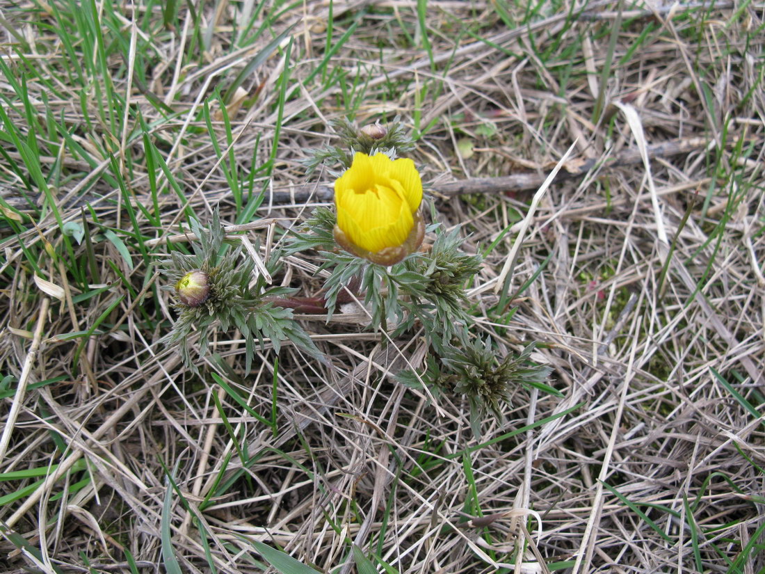 Image of Adonis volgensis specimen.