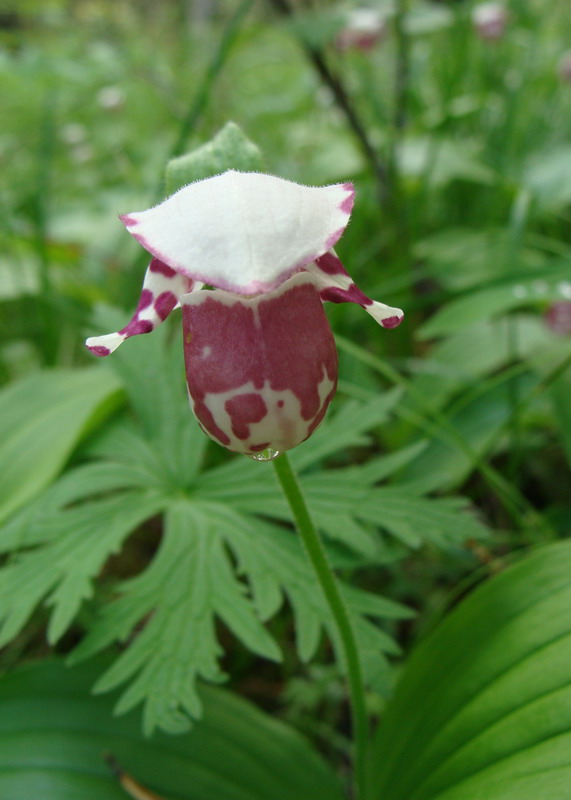 Изображение особи Cypripedium guttatum.