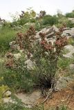 Atraphaxis pyrifolia
