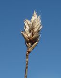 Sesleria caerulea