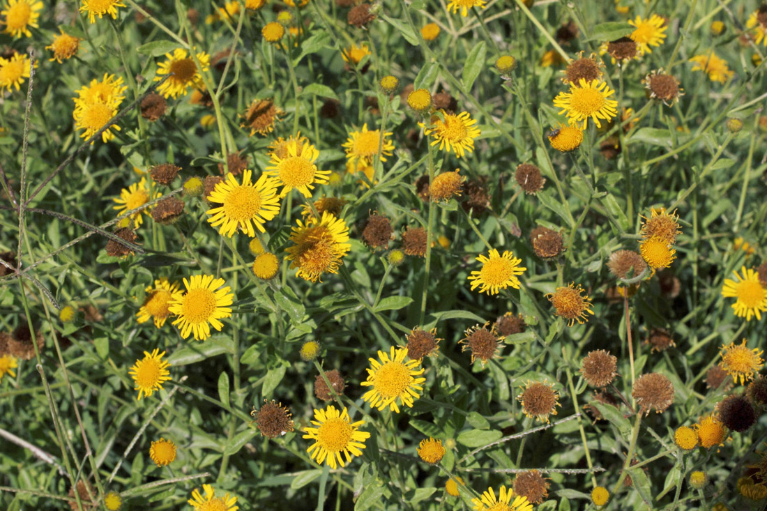 Изображение особи Pulicaria dysenterica.