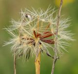 Scorzoneroides autumnalis