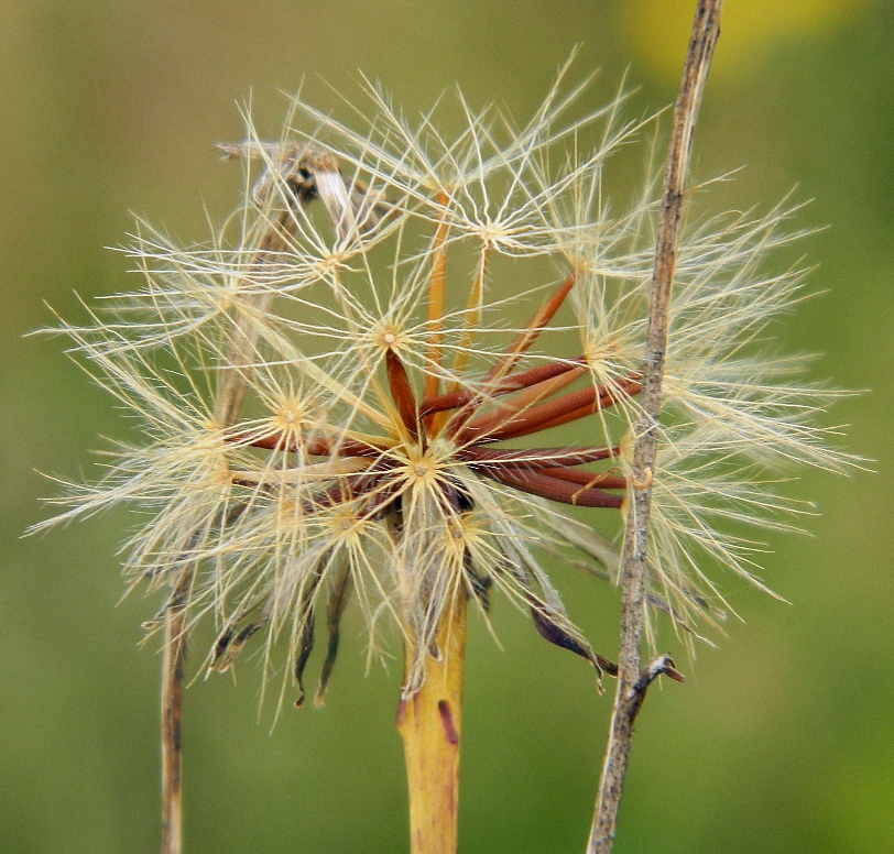 Изображение особи Scorzoneroides autumnalis.