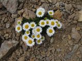 Anthemis iberica