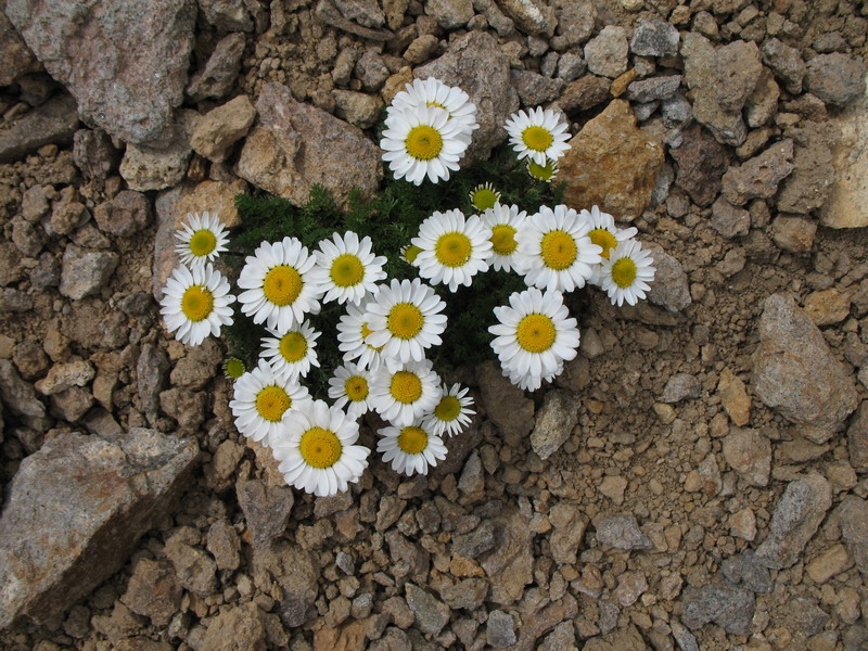 Изображение особи Anthemis iberica.